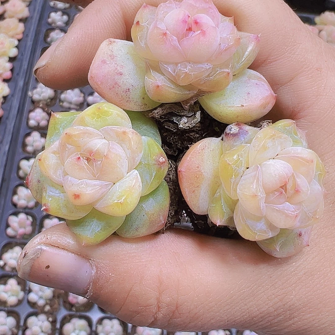 繁星珍妮5个19包邮多肉植物
