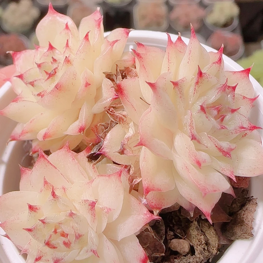 花语逸镜1126-213散