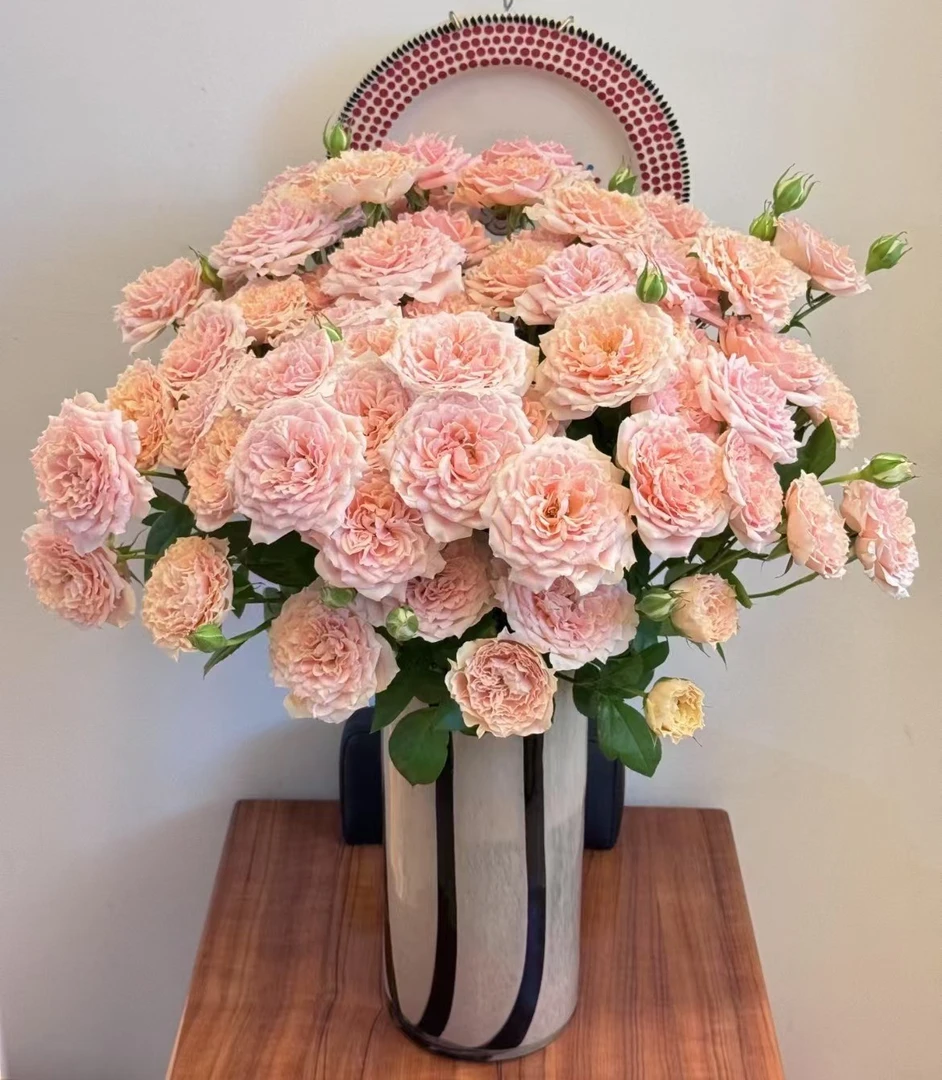 杏色啦啦队多头玫瑰云南昆明基地直发新鲜插花家用水养鲜花