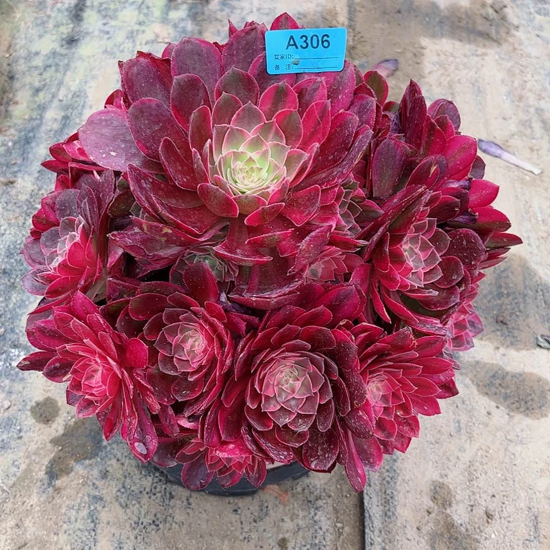 洁多肉植物黑魔锦306