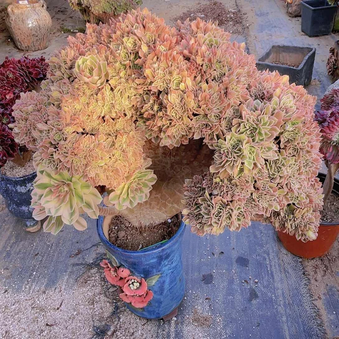 【闪购商品】无花朵女神