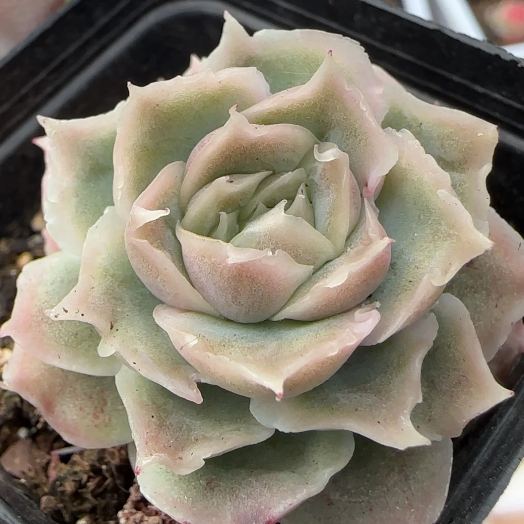 水晶虾饺一颗单头福利