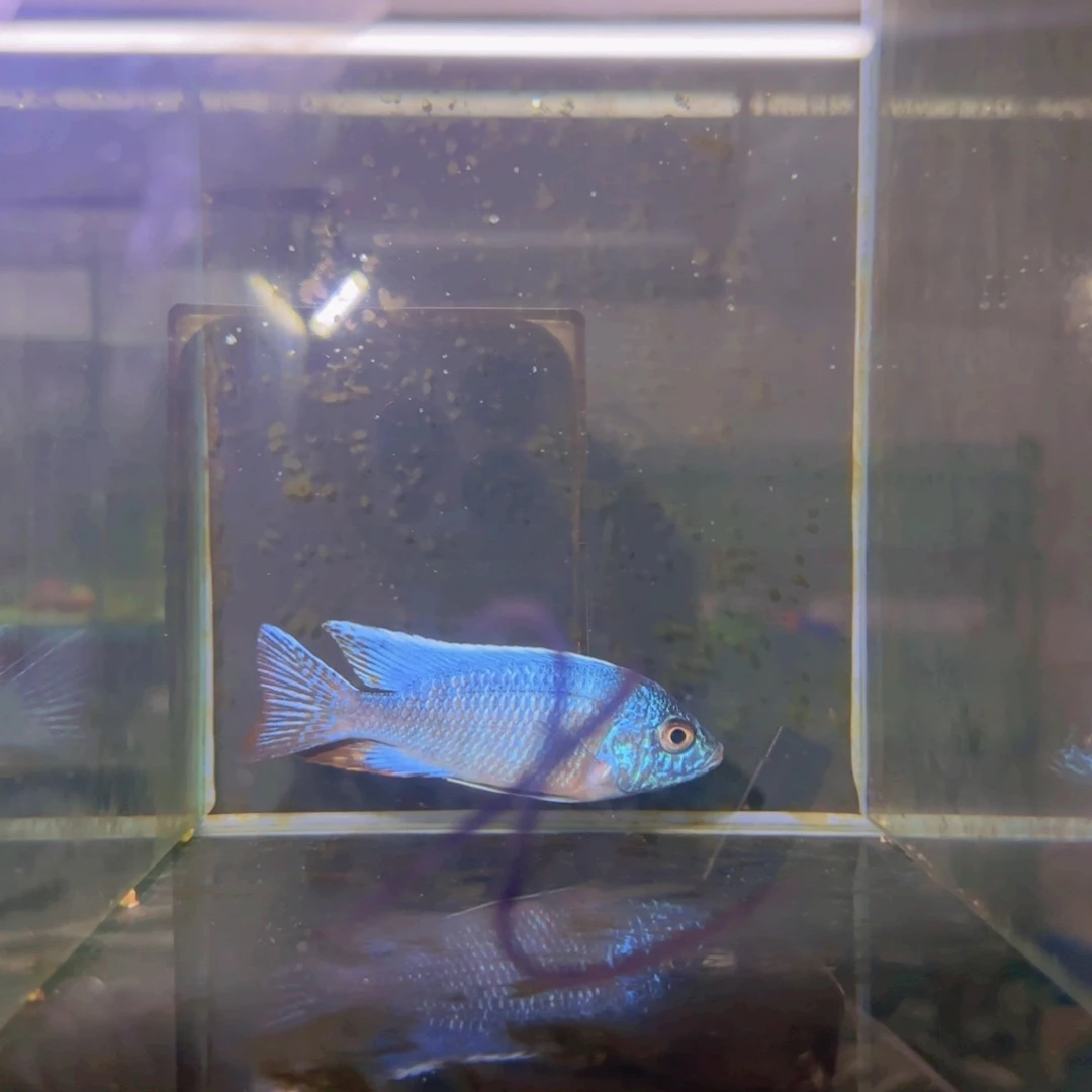 海水荧光蓝，阿里，卢旺达ob