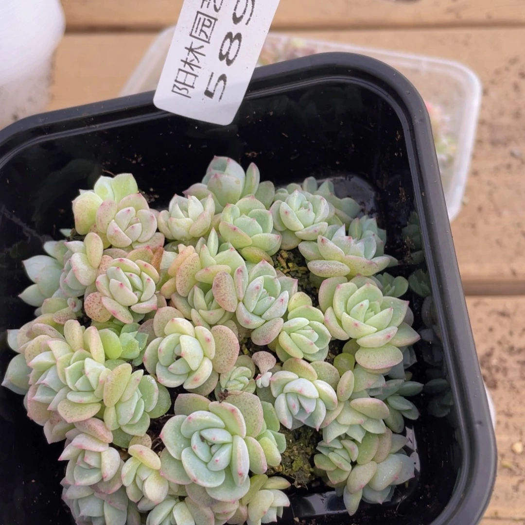 多肉植物多肉植物589