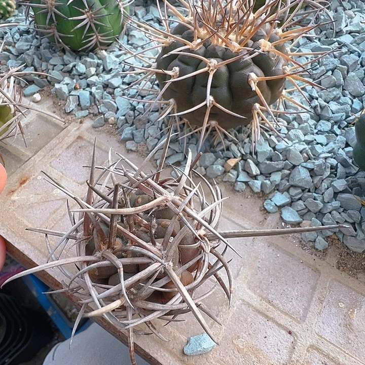 守金摩天龙。 苗接落地自根出根芽。