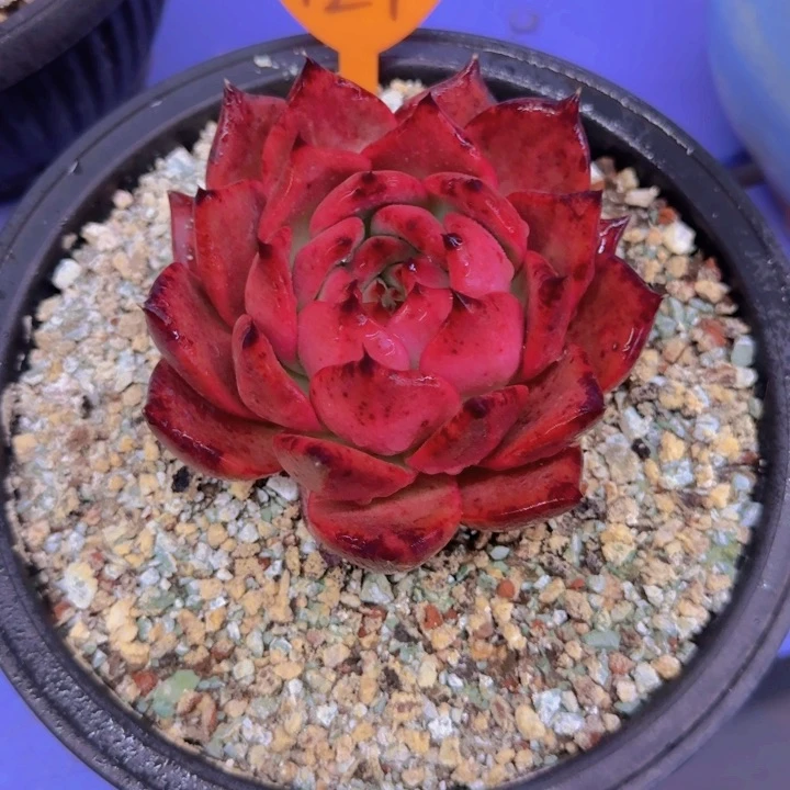 小*船127多肉植物一物一拍