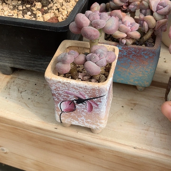 *****龙童工过肩龙图摸摸