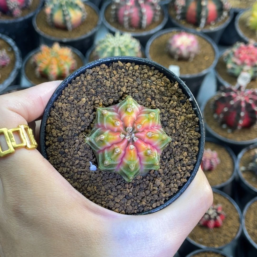 米哈星球80000006