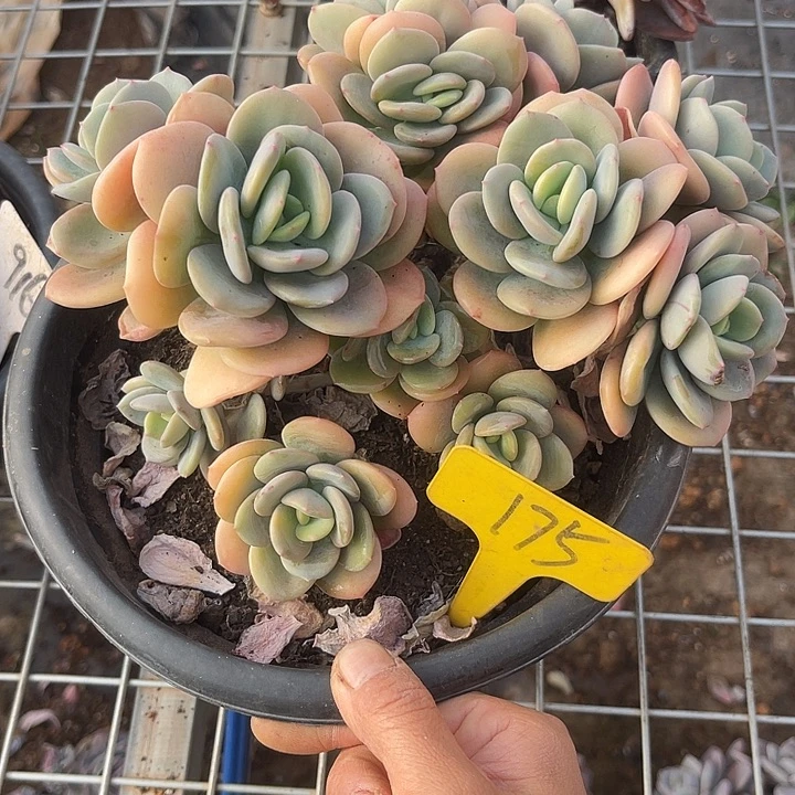 两单包邮，一物一拍，175貂蝉