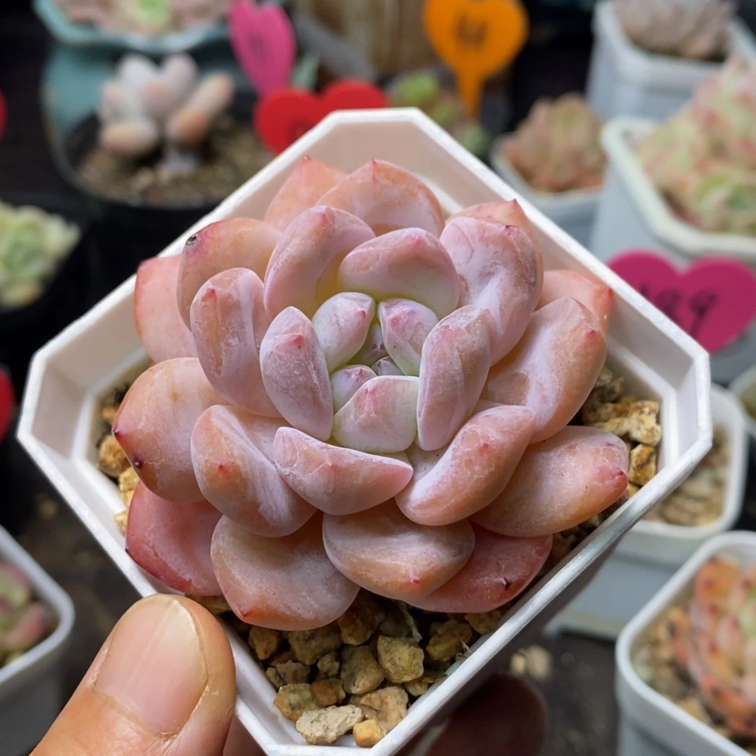 精品多肉一物一拍不包整113