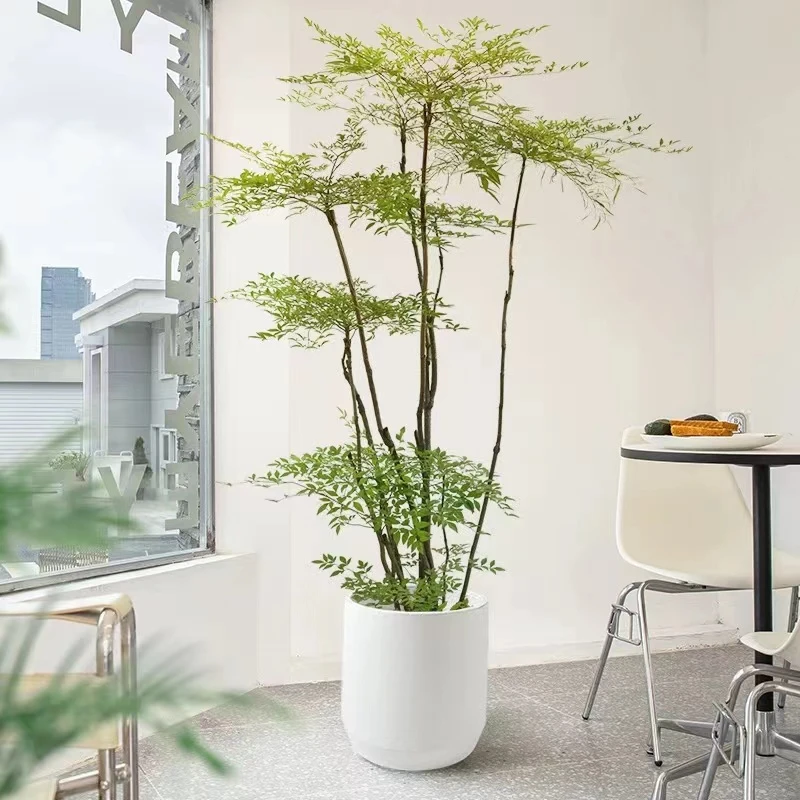 南天竹客厅办公室室内摆件大型绿植禅意造型小叶簕竹