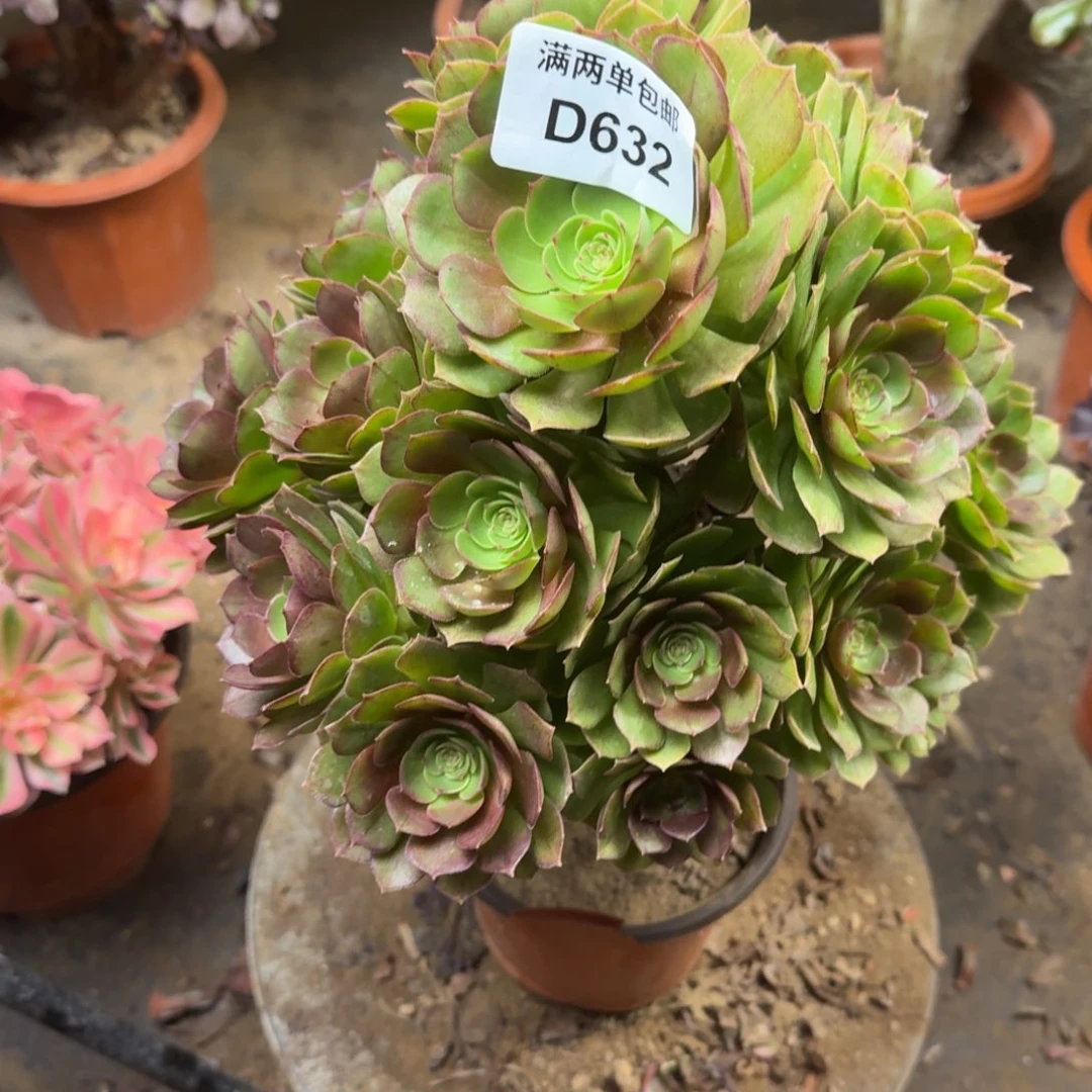 632万圣节法师多肉