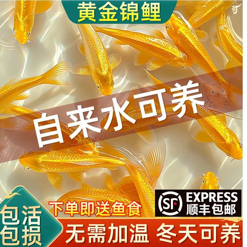 顺丰黄金锦鲤活鱼观赏鱼好养耐活自来水可养淡水冷水鱼苗活体金鱼