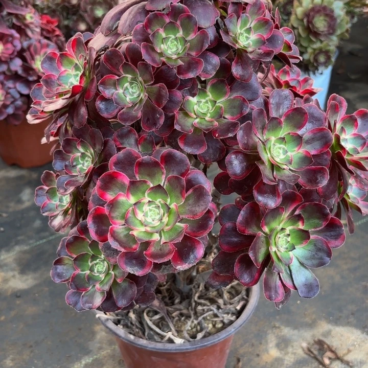 瑞妈。。。。。。769。丽娜