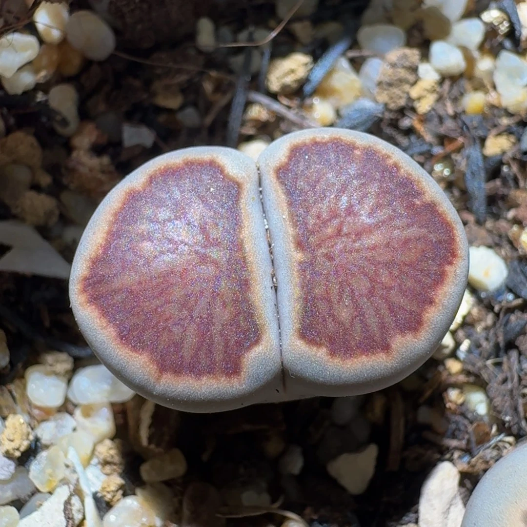 Ssss精品生石花15红窗菊