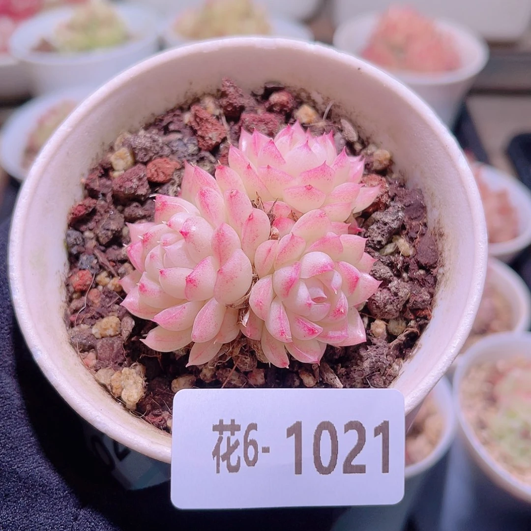 花利美6-1021女王