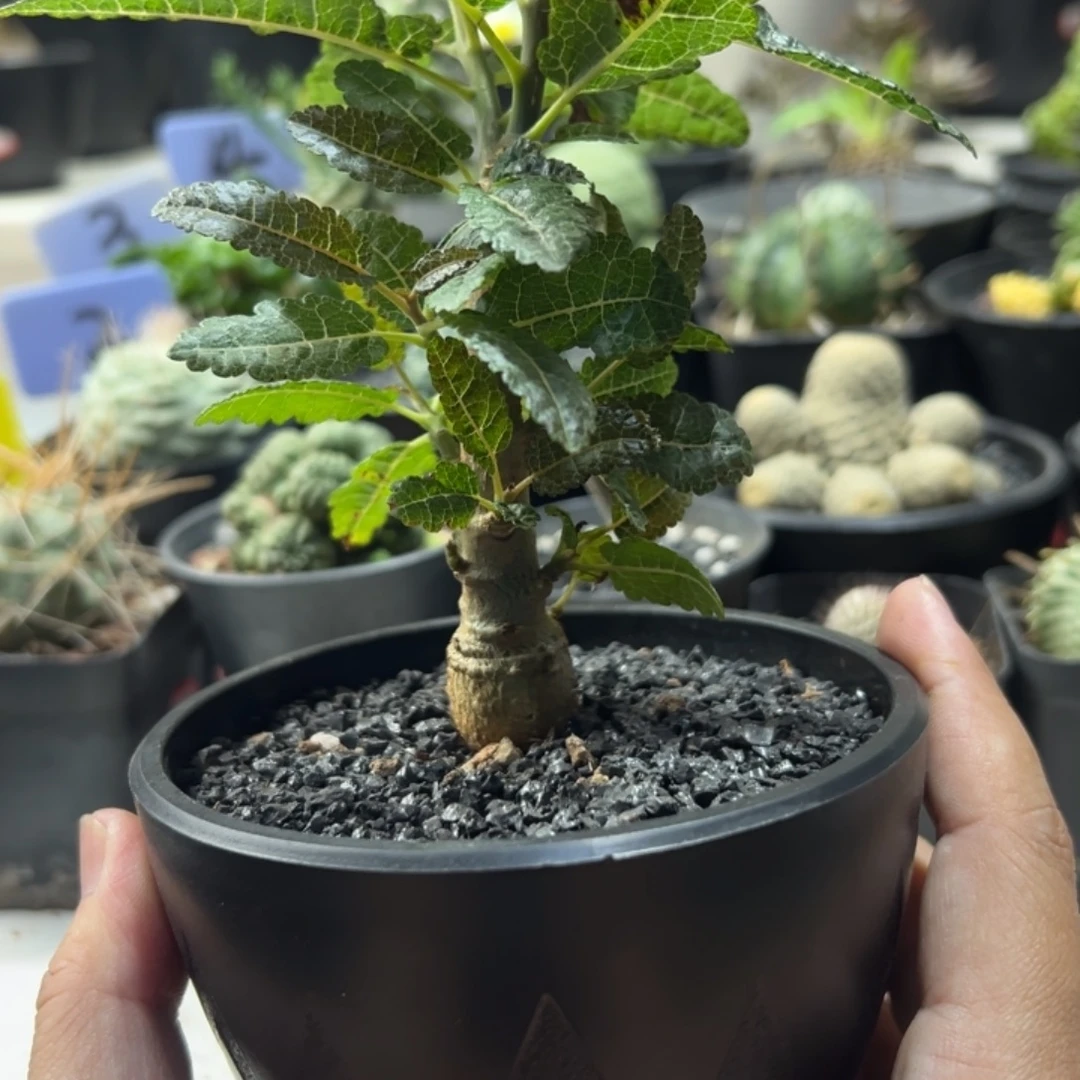 娜娜乳香带盆1111111