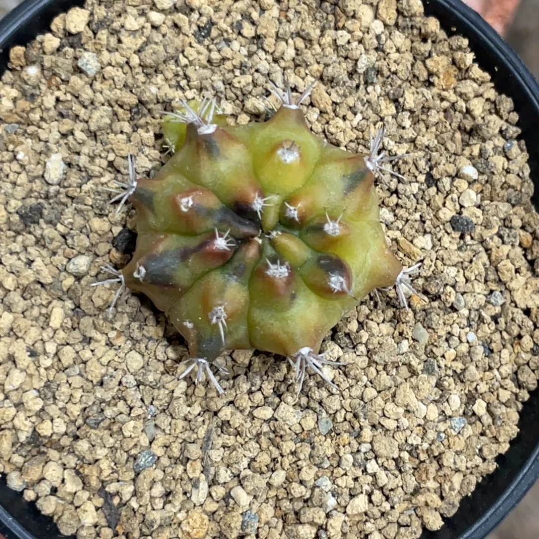 当前无花朵，栽培后可花朵乌贼