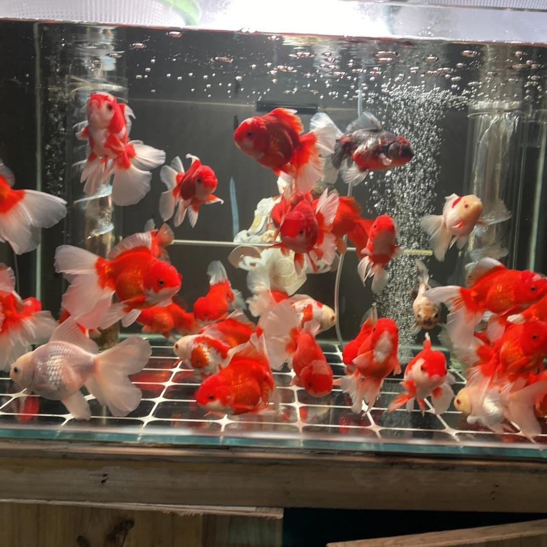 精品金鱼观赏鱼【包邮包损收到货请录完整开箱视频作为凭证]