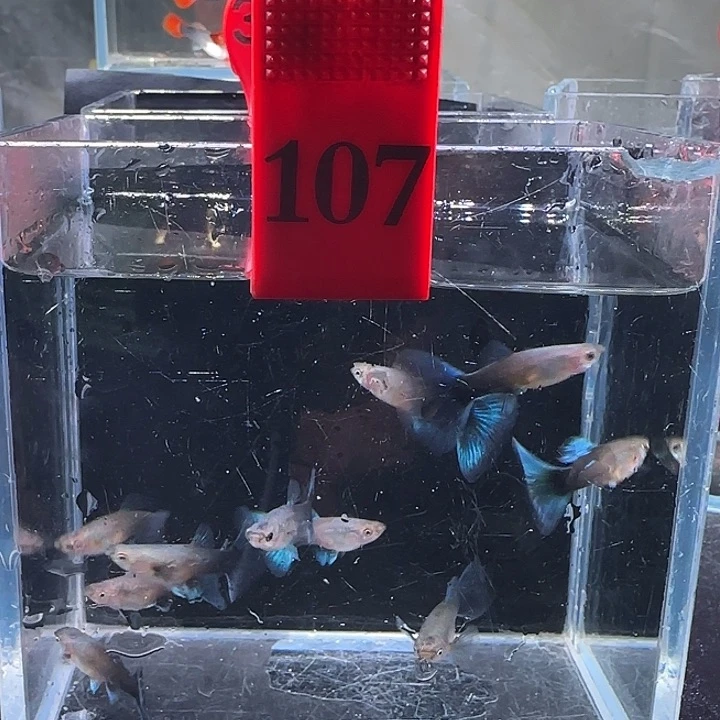 孔雀鱼107号10条母