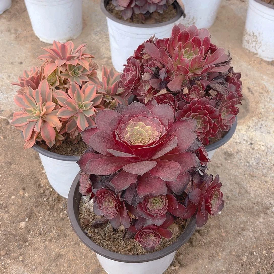 安纳魅金枫叶多肉植物上