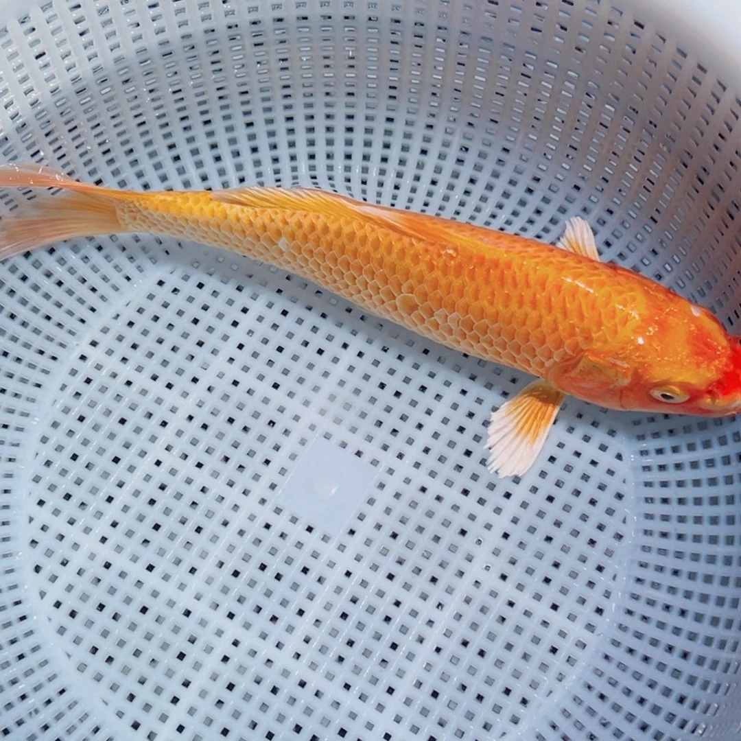 锦鲤锦鲤观赏鱼1111