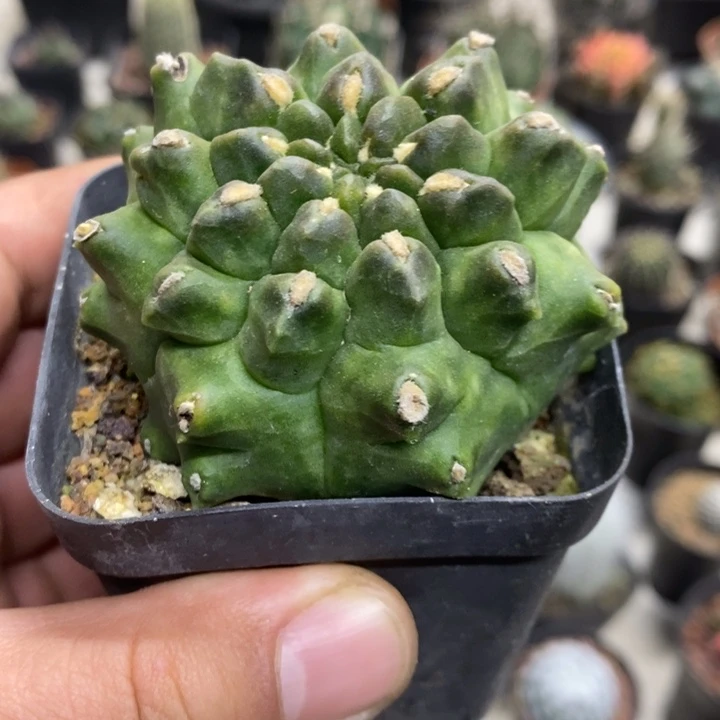 龟甲牡丹特价福利