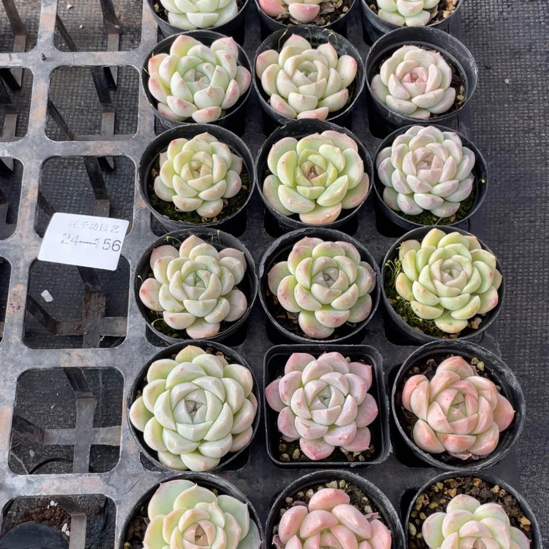 H**然一物一拍18棵24-156