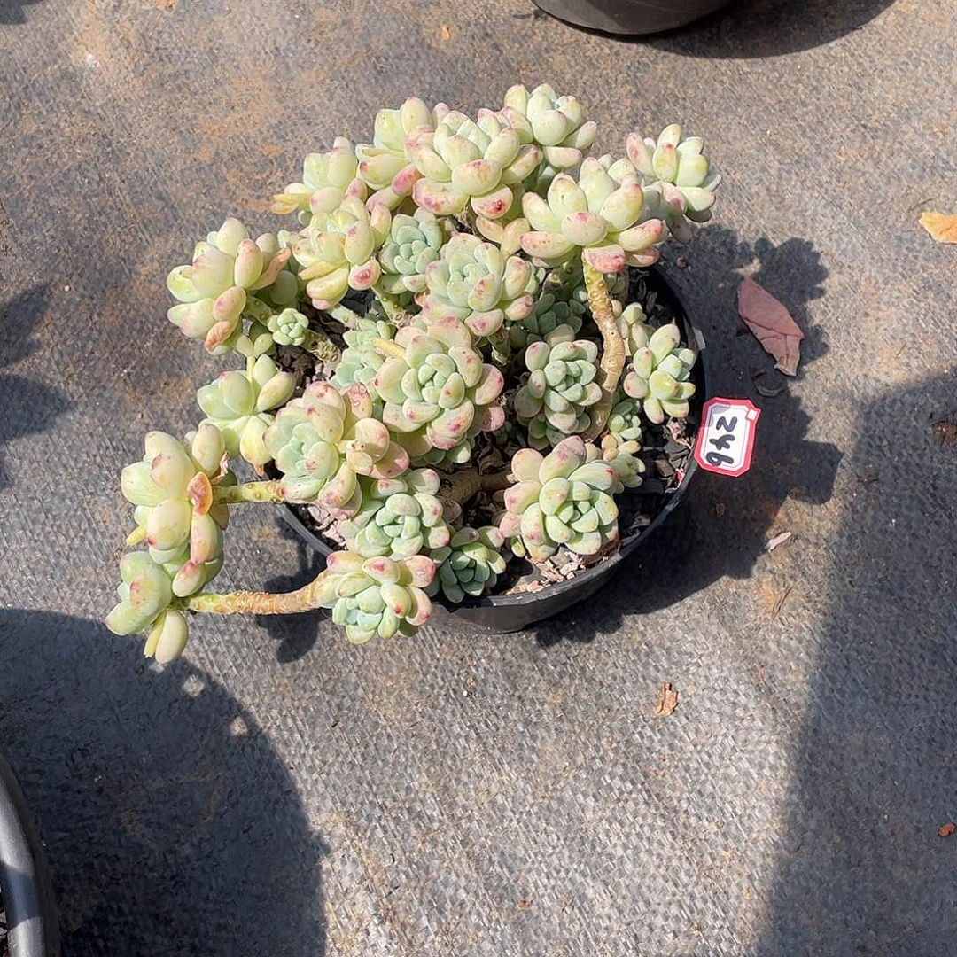 246劳尔 十号 一物一拍多肉