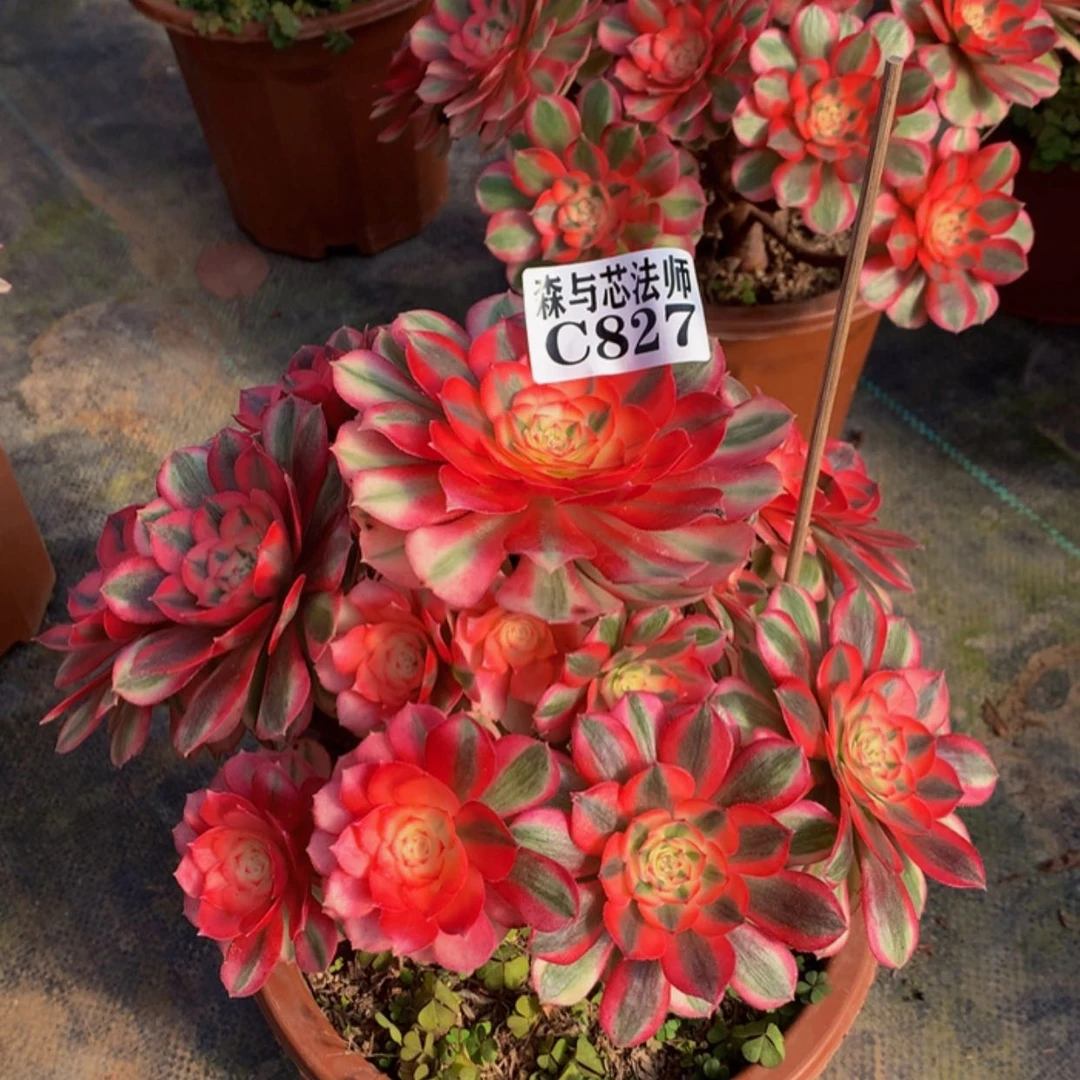 【闪购商品】827荔枝