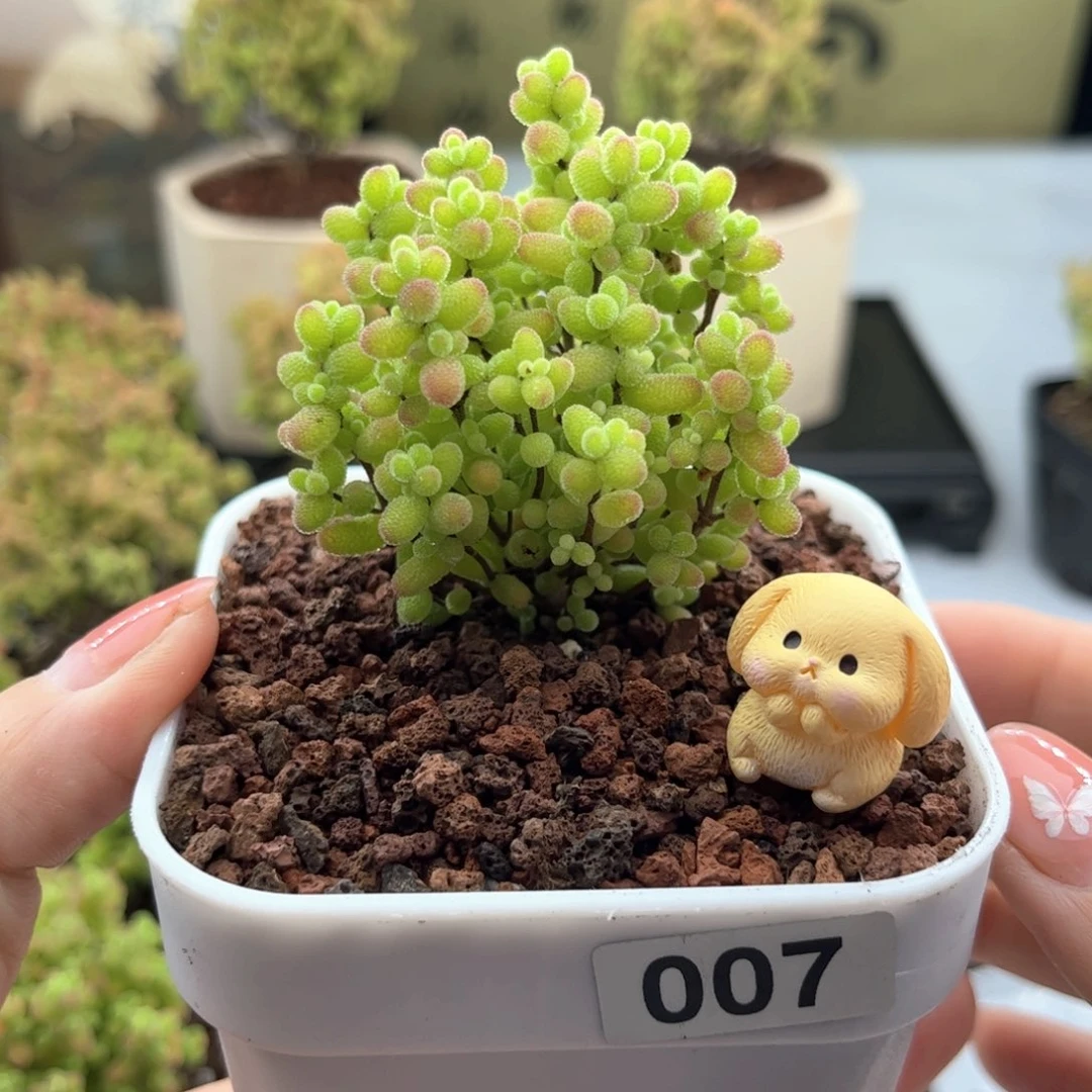 无花朵007蜜桔可爱多肉植物