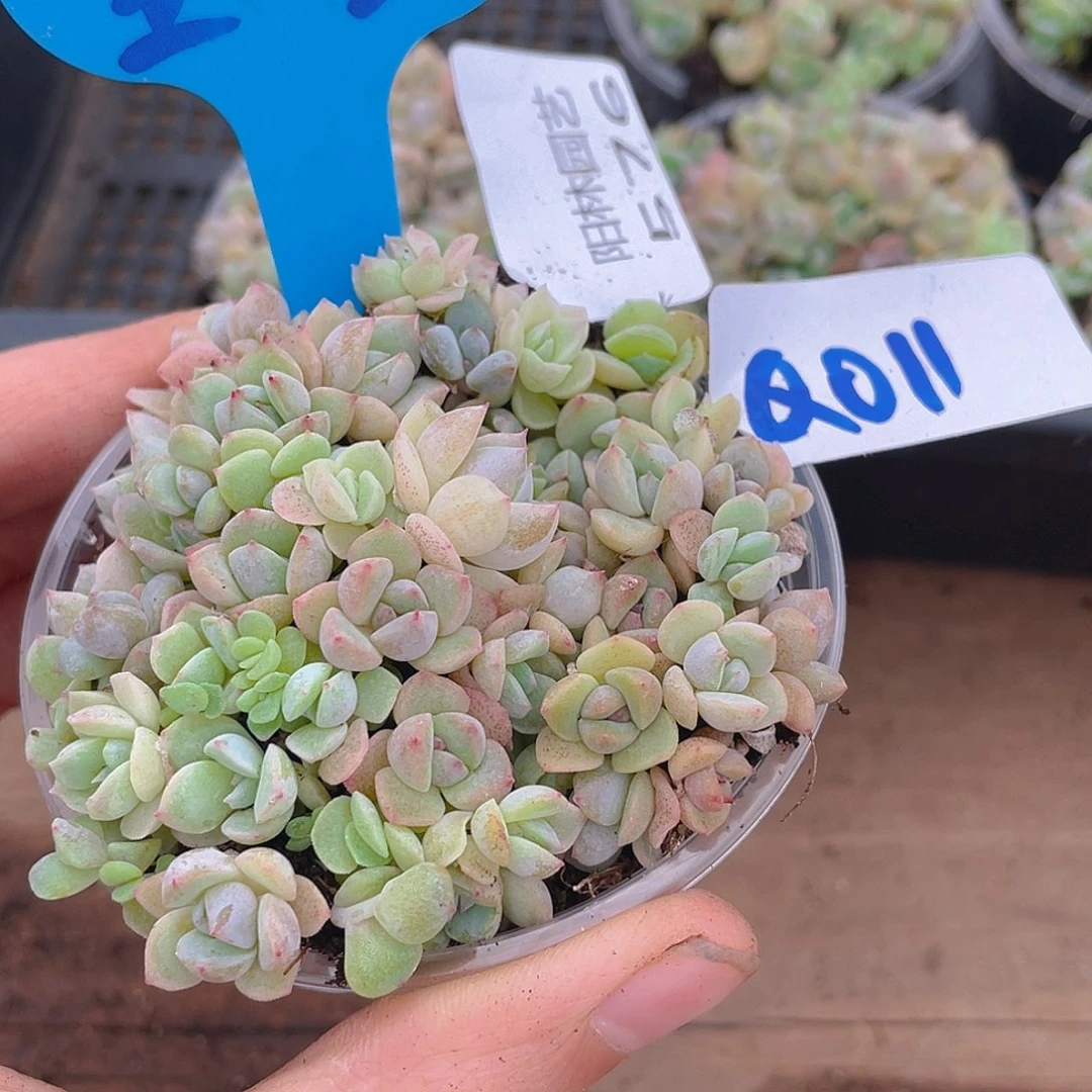 量拍多肉植物多肉植物576