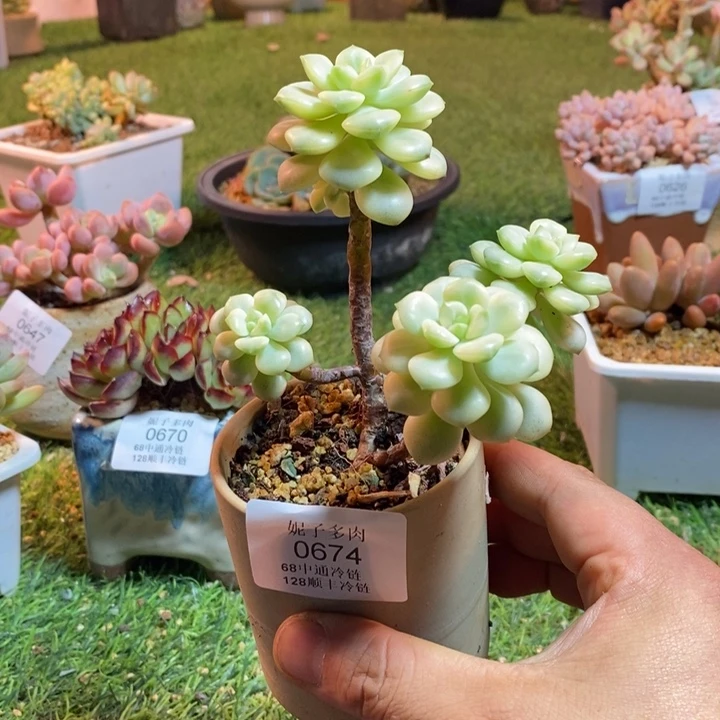 0674啊啊啊啊啊啊啊啊啊啊啊