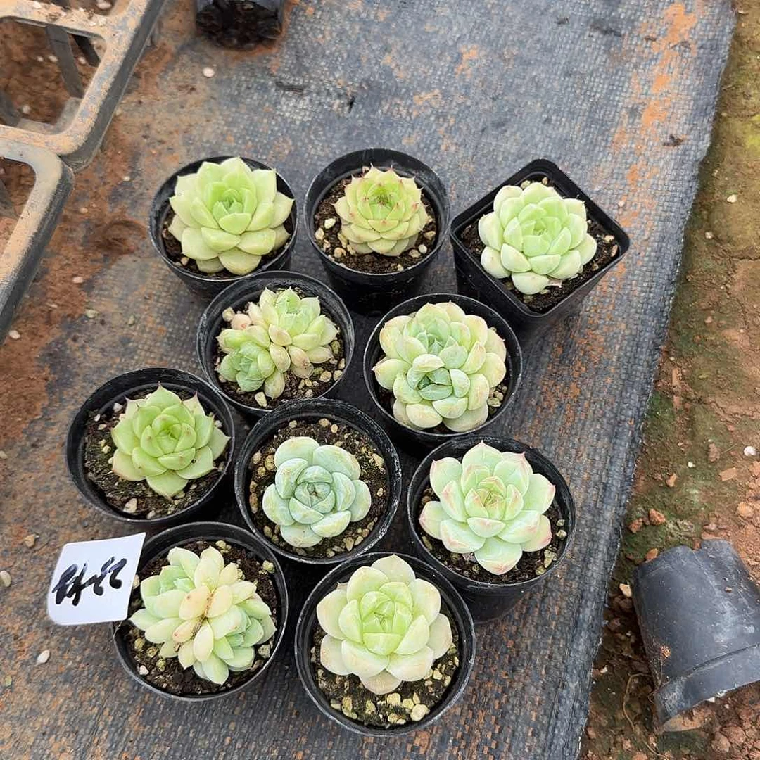23-48糖心麦秆混十棵量拍挨着叶插