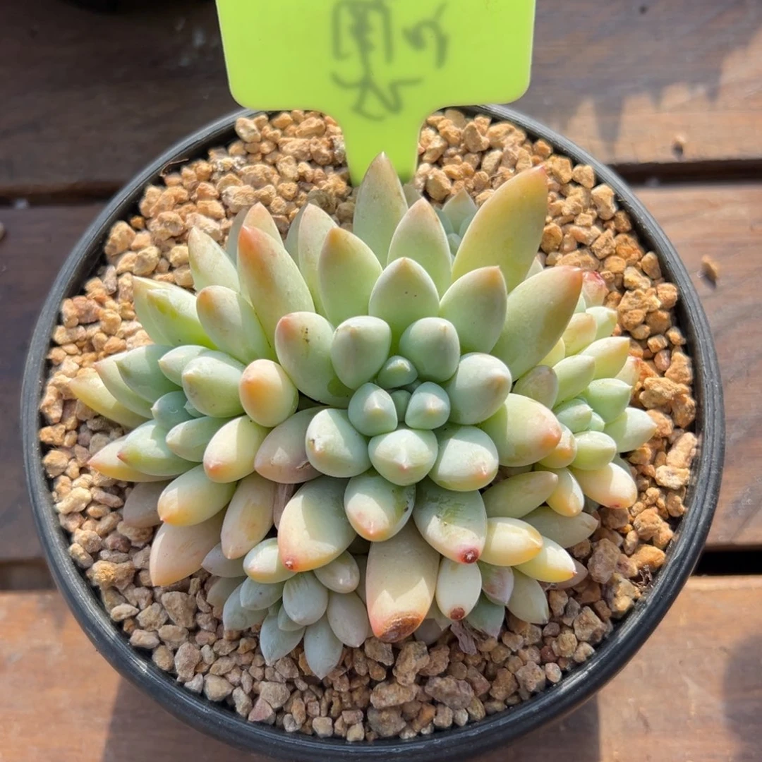 特价七彩奶糖11111111111