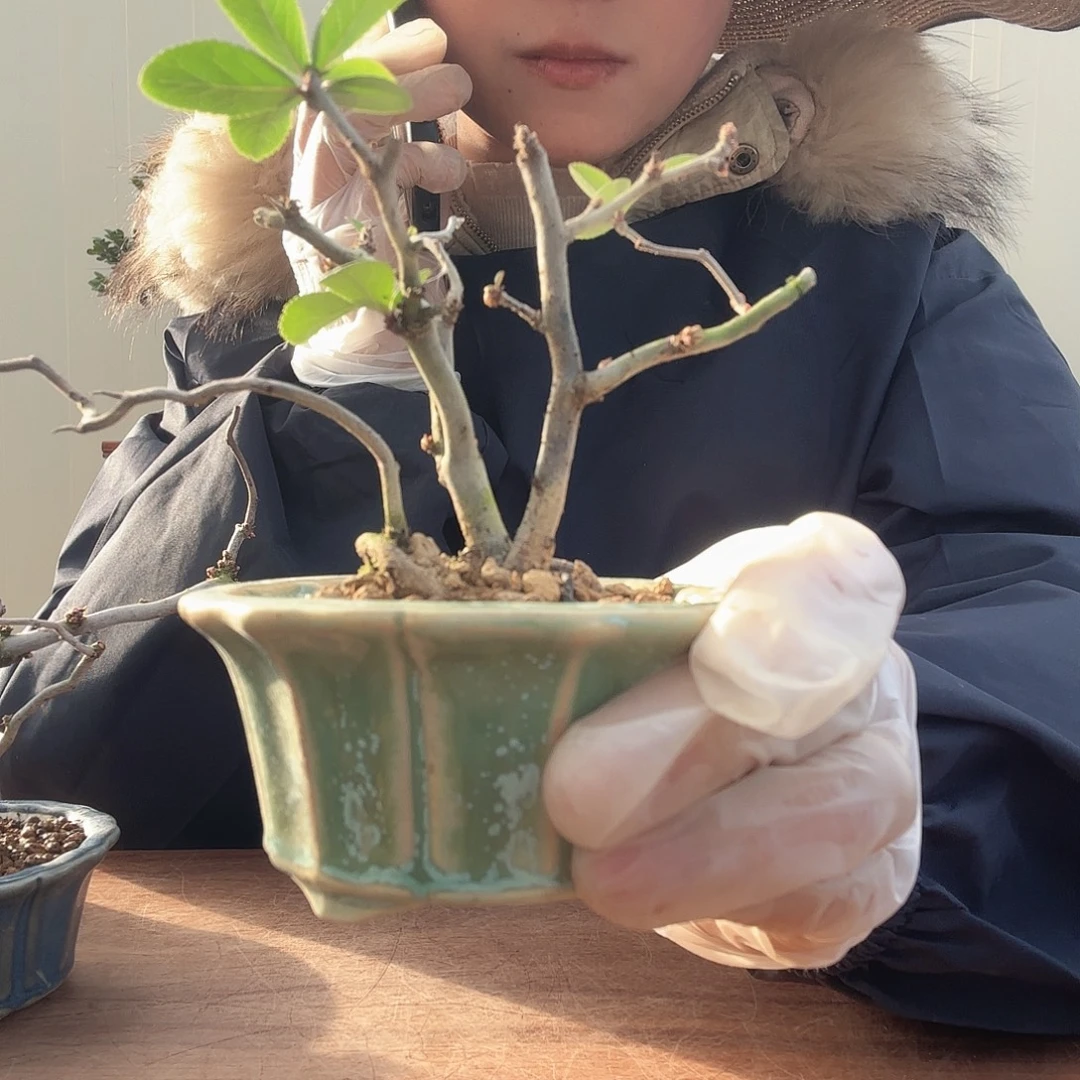 餐***业完全开放复色云龙海棠老桩