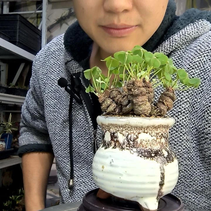 *****中青园艺一物一拍花9