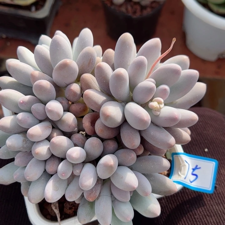 75汤圆平平安安健健康康