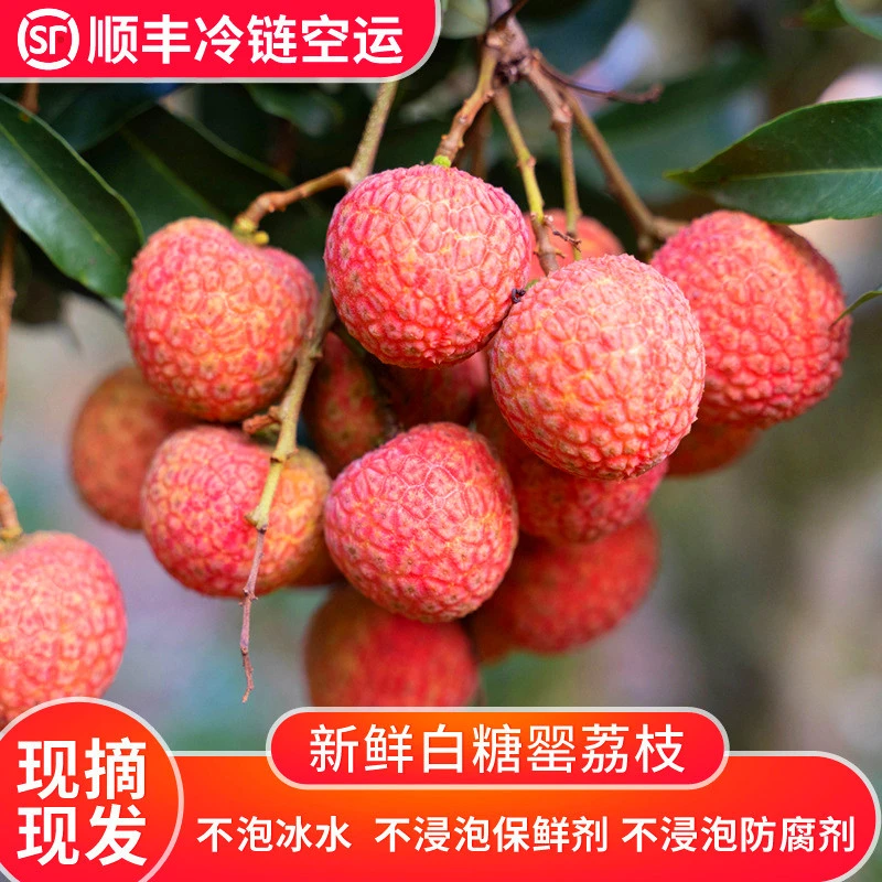 【顺丰空运】正宗广东高州白糖罂荔枝老树现摘当季新鲜水果礼盒装