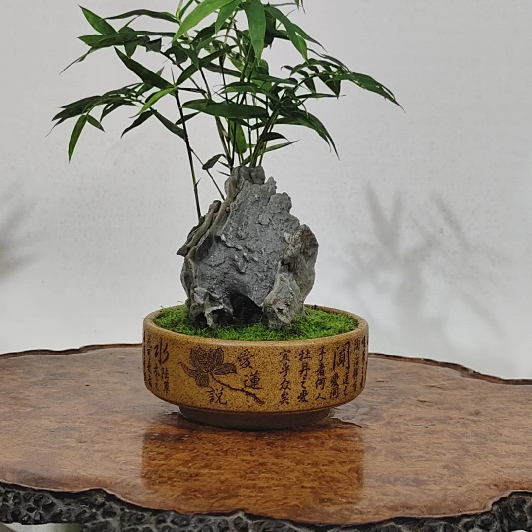 无花朵盆景,凤尾竹,风凌石
