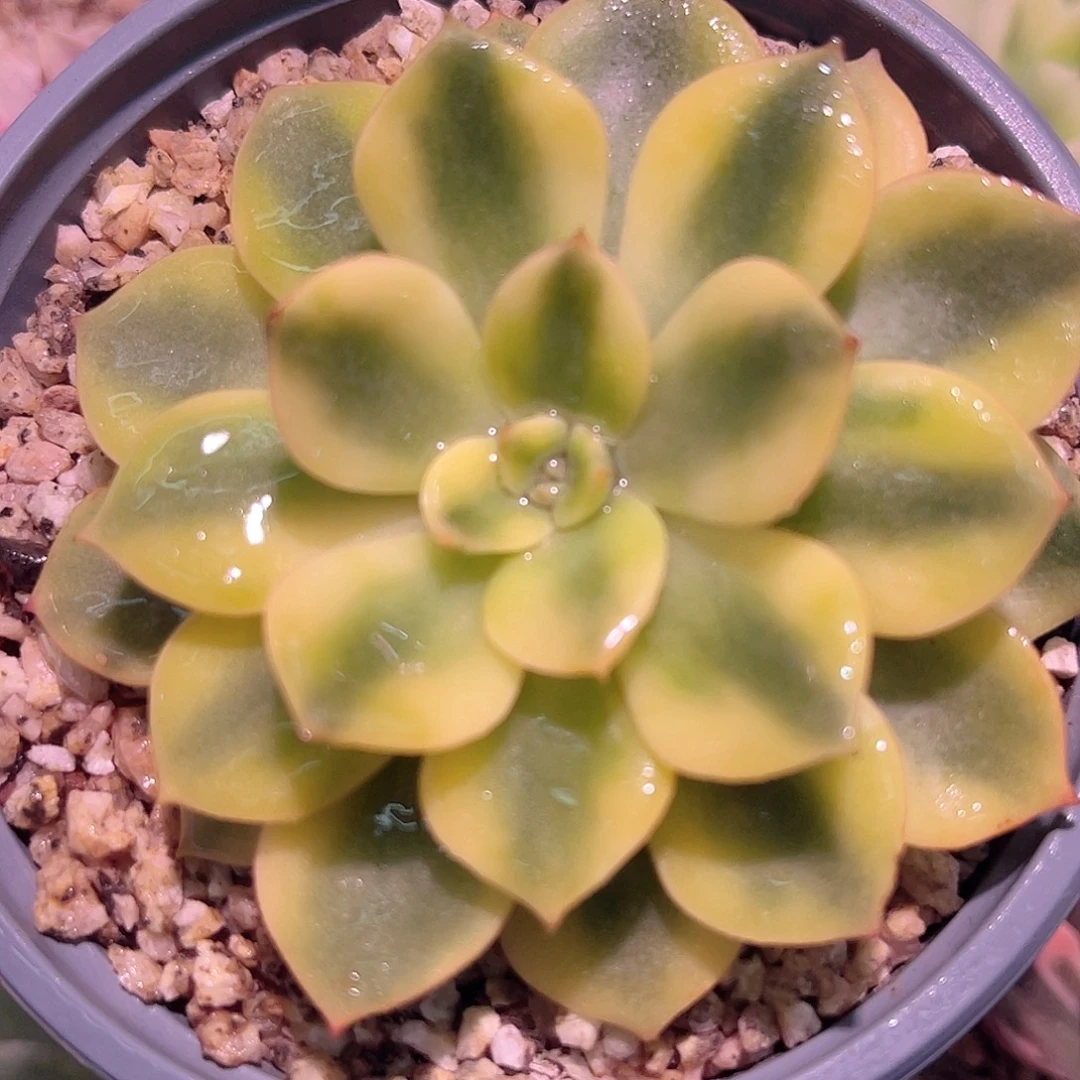 尚品园艺血笨巴锦