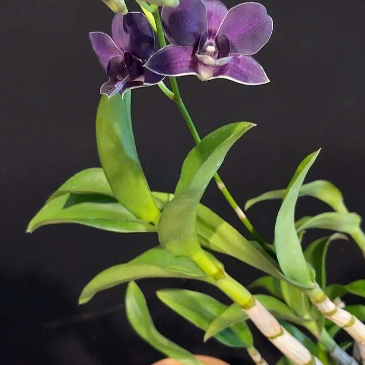 当前无花朵，栽培后可花朵蓝天史1231