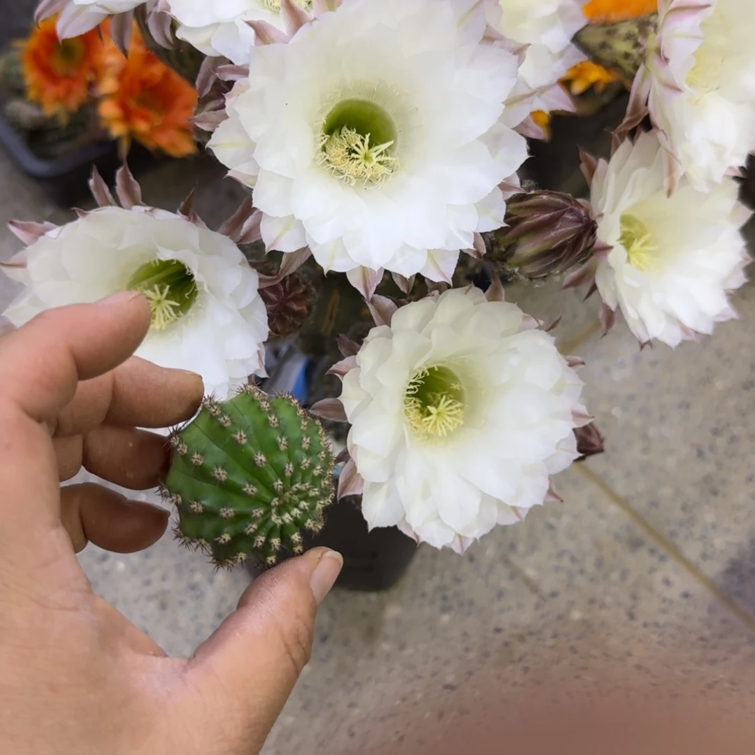 318彩草白咖啡歪无根侧牙4公分左右，20包邮