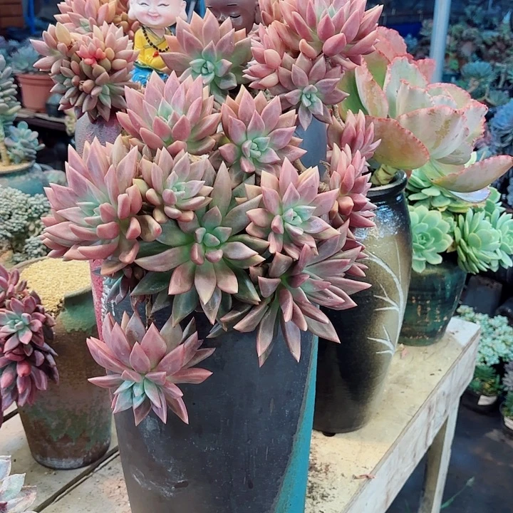 夢***想知音老桩整桩整群孤品一物一拍