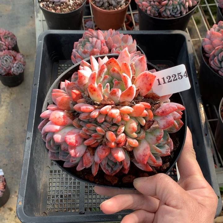 溜***。112254全明星嗯嗯嗯