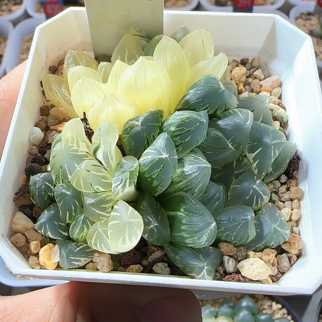 340号花水晶实生锦一物一拍带盆土