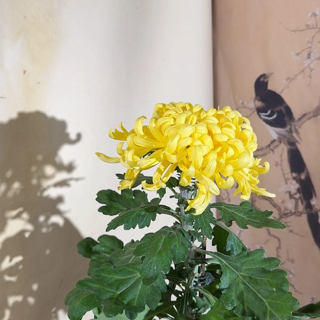 全部花朵Q555555555