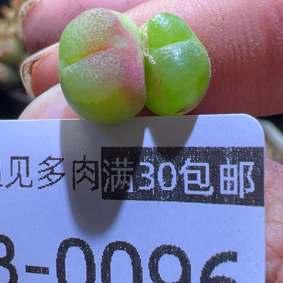 雪茄多肉植物11111111111111