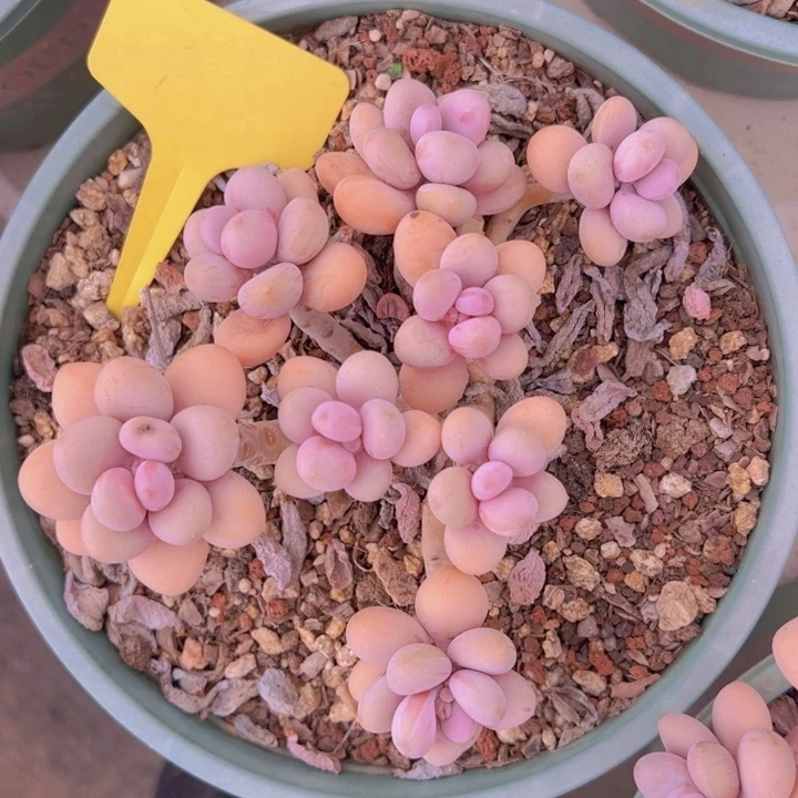 健健康康平平安安