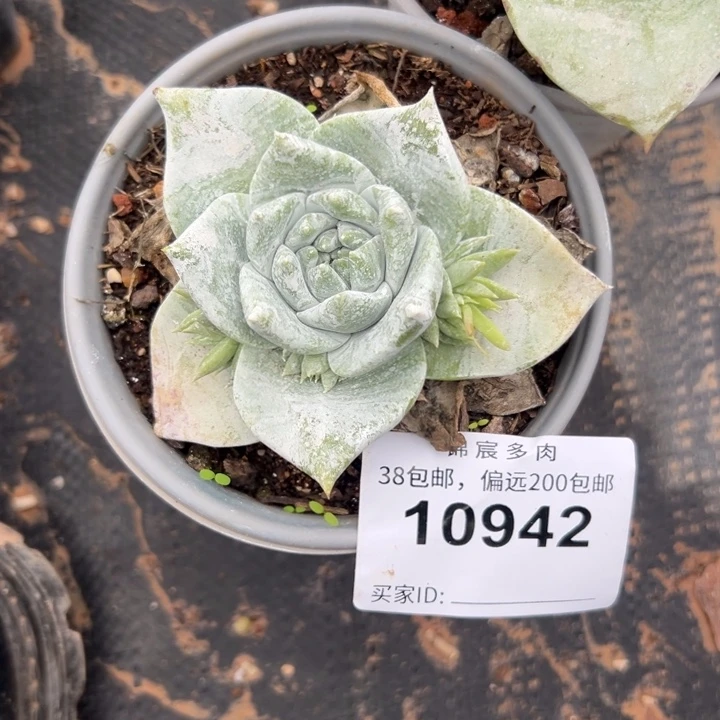 福利宽叶～一物一拍10942